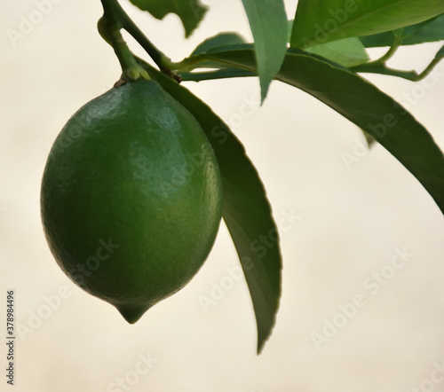 Close up of Lime on tree