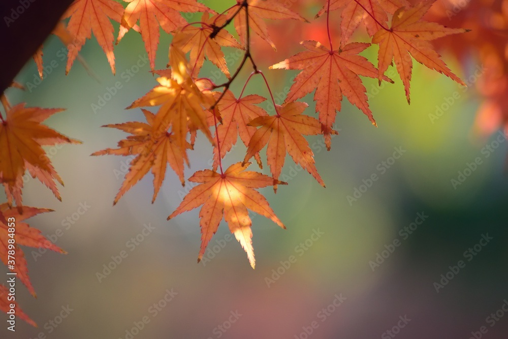 Landscape of vibrant colorful Japanese Autumn Maple leaves Landscape of vibrant colorful Japanese Autumn Maple leaves