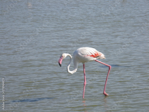 le flamant rose