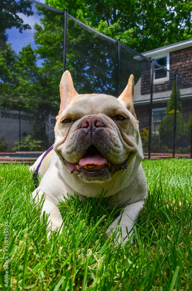 Fototapeta premium Bull Dog