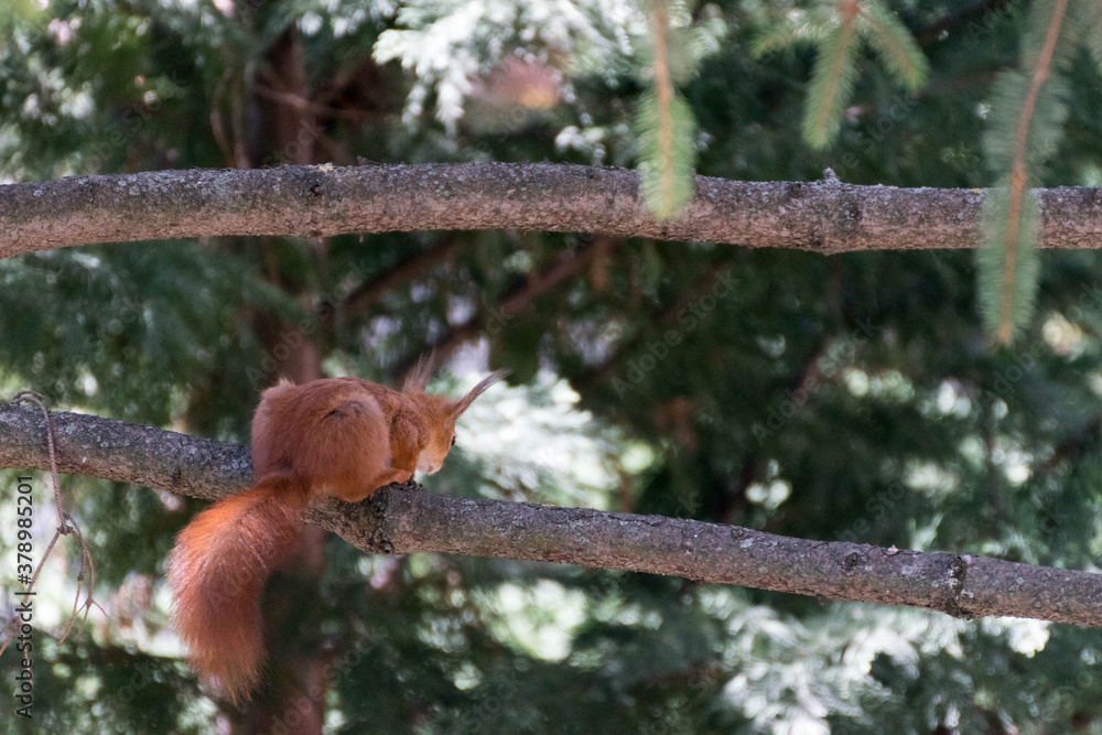 Fototapeta premium Small squirrel sitting on tree branch