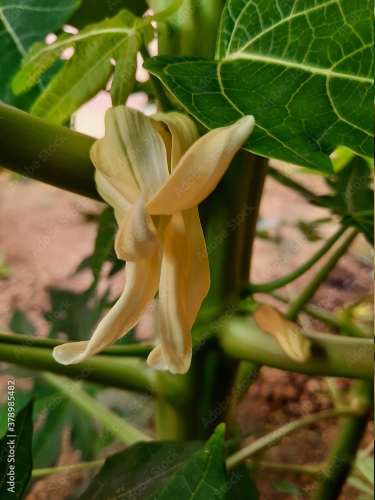 Obraz premium yellow lily flower