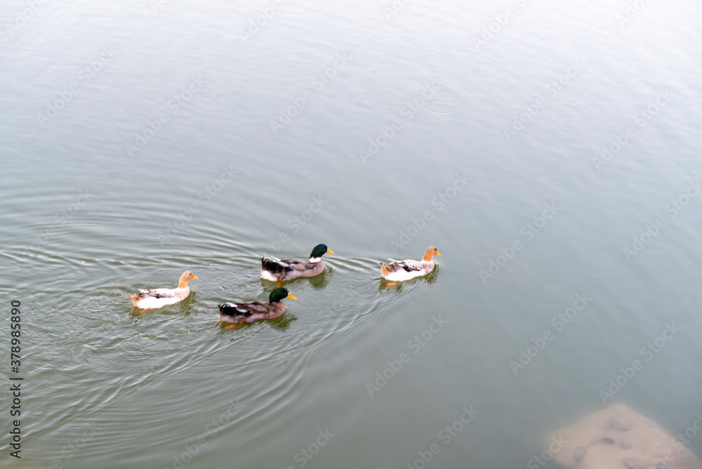 Beautiful natural landscape in summer. Cute ducks enjoying the summer on the lake