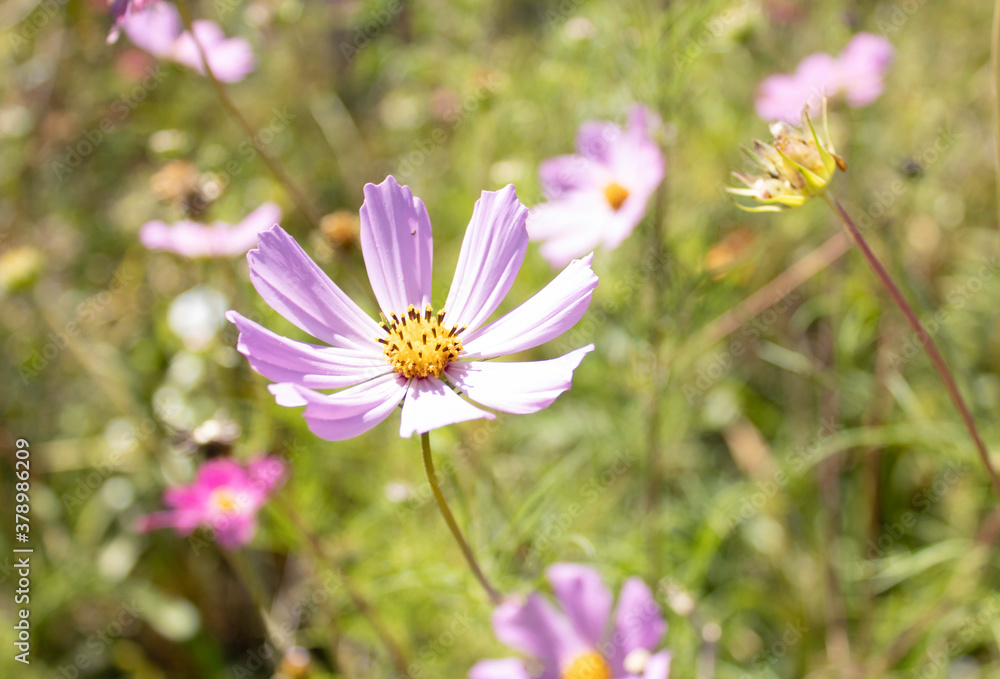 Beautiful pink flowers in the garden Cosmos bipinnatus Beautiful pink flowers in the garden Cosmos bipinnatus