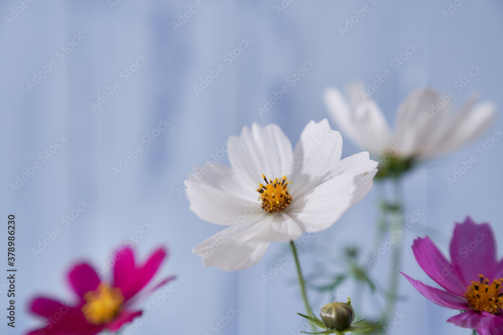 multicolored wildflowers close-up on a blue background multicolored wildflowers close-up on a blue background