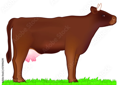 Brown cow stands on the grass