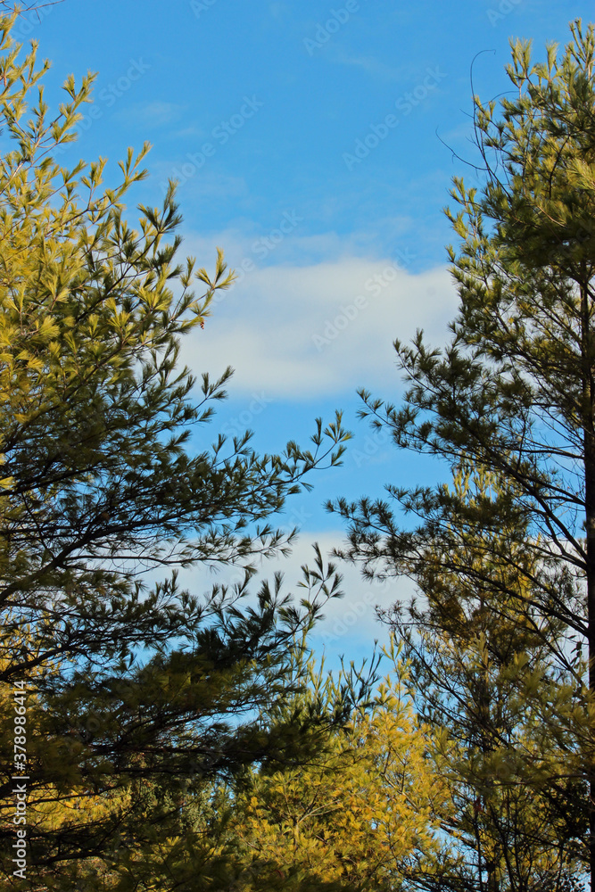 Fototapeta premium Pine Trees and Pine Cones
