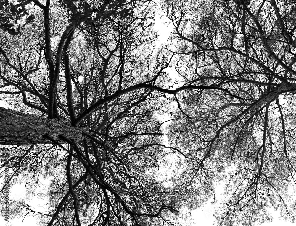 Photo background texture branches and trees Photo background texture branches and trees