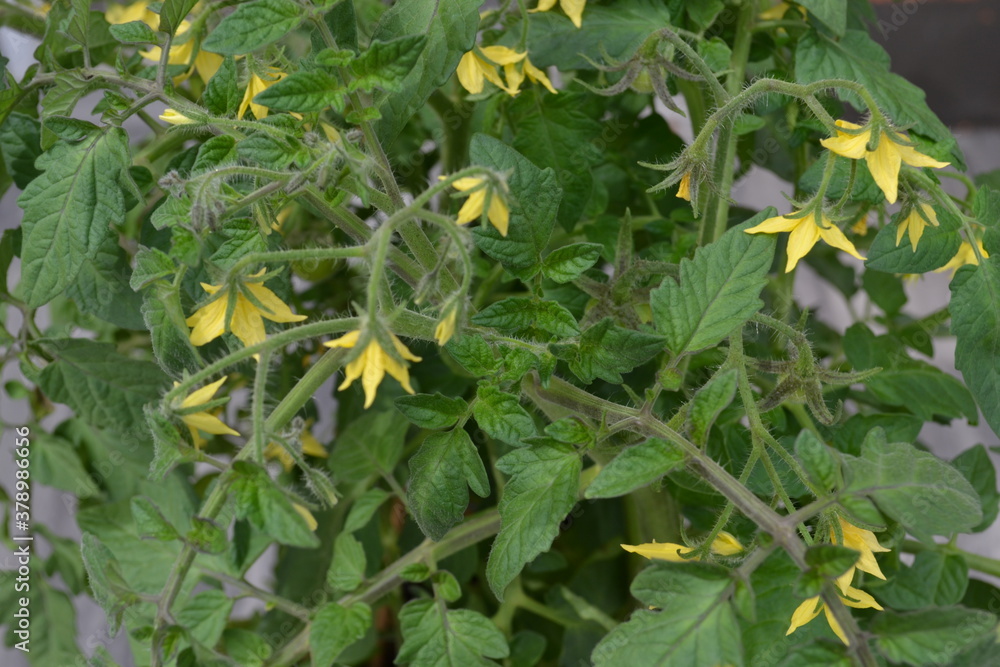 Yellow flowers of blooming tomatoes.A green plant in a garden. High quality photo