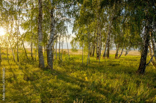 Summer sunny scene with birch trees during sunset