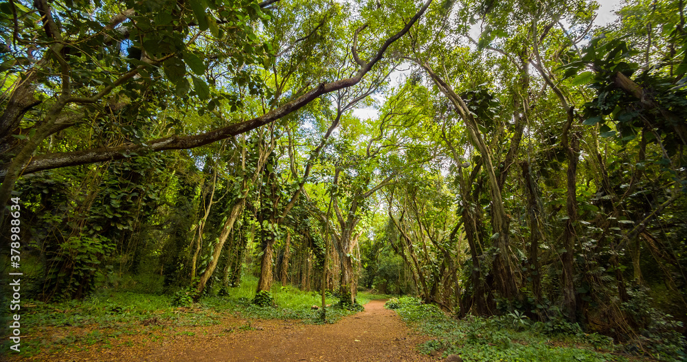 Fototapeta premium Amazing green forest. Hawaii island