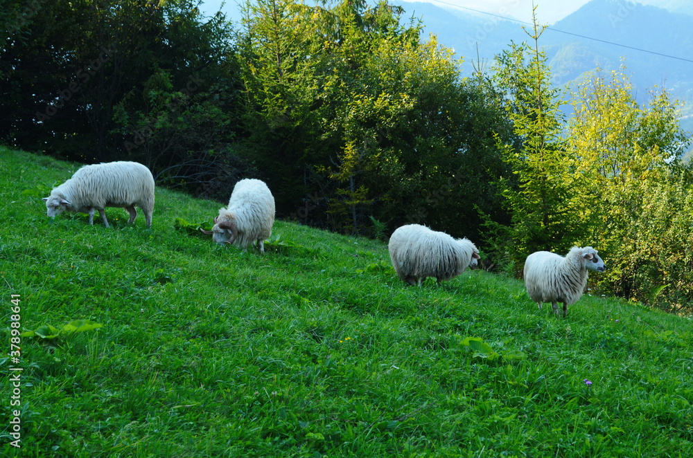Sheep graze in the meadow near the forest Sheep graze in the meadow near the forest