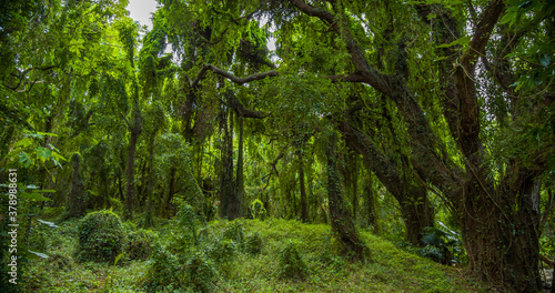 Amazing green forest. Hawaii island