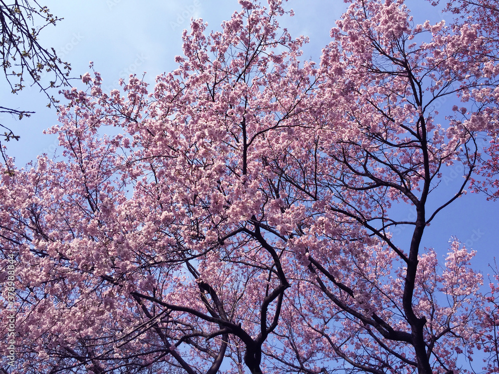 sakura cherry blossom blooming in Tokyo, Japan sakura cherry blossom blooming in Tokyo, Japan