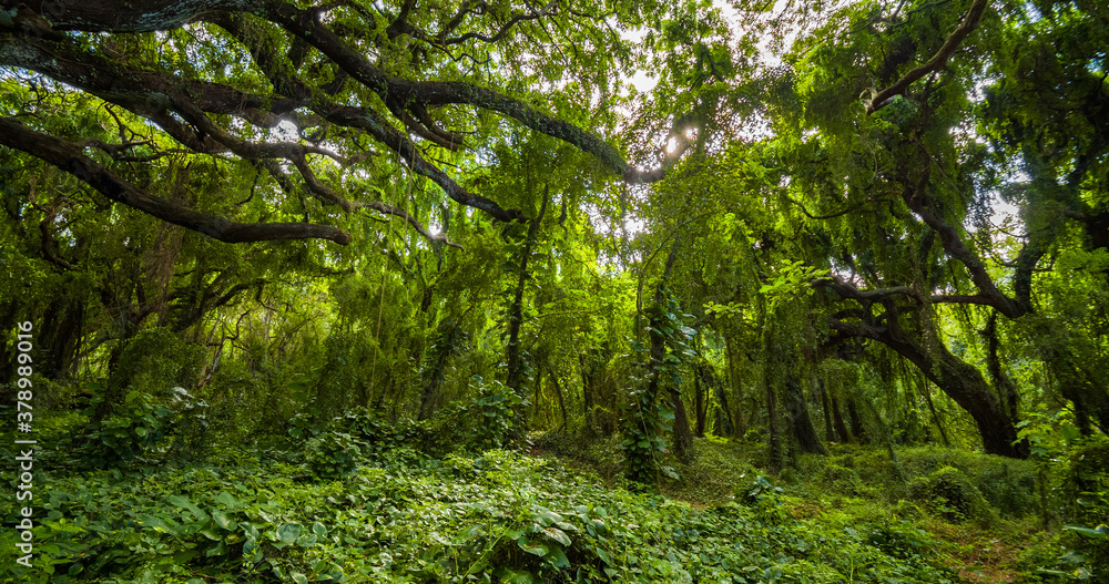 Obraz premium Amazing green forest. Hawaii island