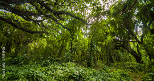 Amazing green forest. Hawaii island