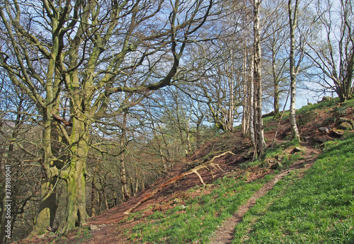 early spring woodland scene with a hillside path between trees with budding leaves and ferns with fallen branches and moss covered rocks