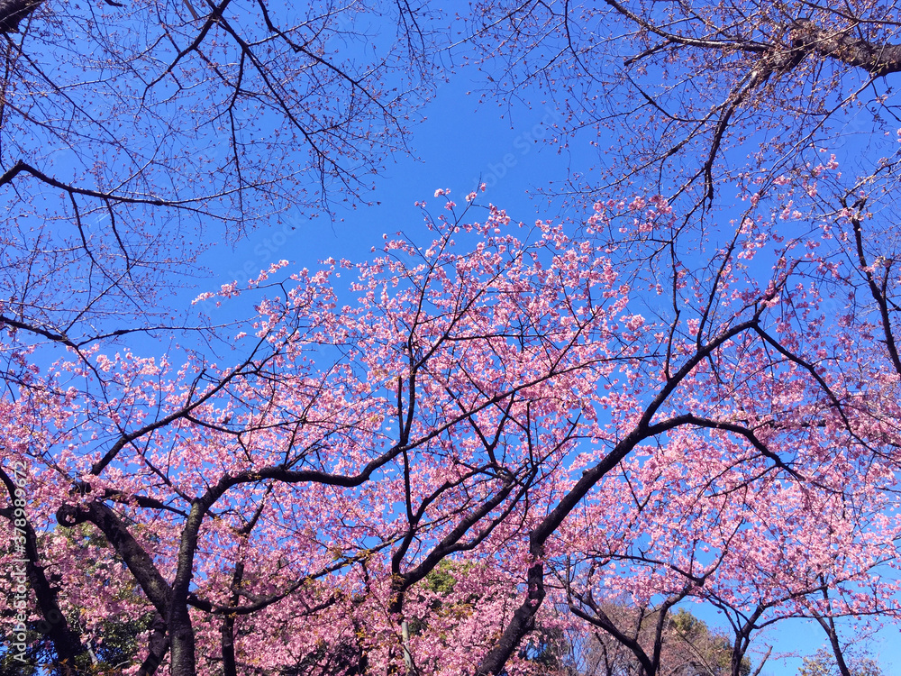 sakura cherry blossom blooming in Tokyo, Japan sakura cherry blossom blooming in Tokyo, Japan