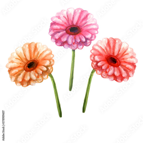 set of watercolor gerbera flowers