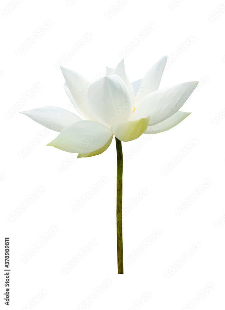 White Lotus flower isolated on white background. File contains with clipping path so easy to work.