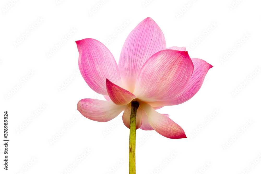 Fototapeta premium Pink Lotus flower isolated on white background. File with clipping path.