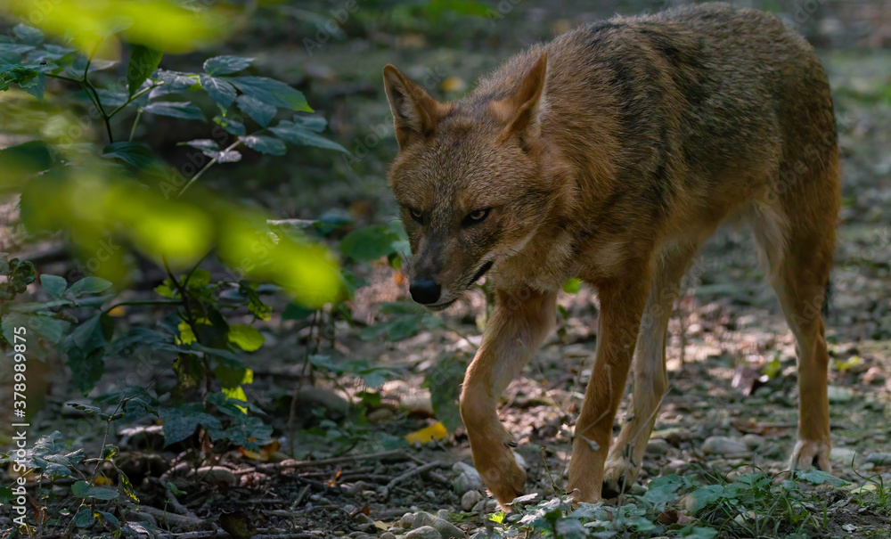 Goldschackal, tier, wild lebende tiere, säugetier, wild, natur, kojote, Goldschackal, tier, wild lebende tiere, säugetier, wild, natur, kojote,