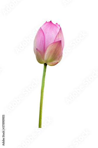 Pink Lotus flower isolated on white background. File with clipping path. © NOOMUBON PHOTO