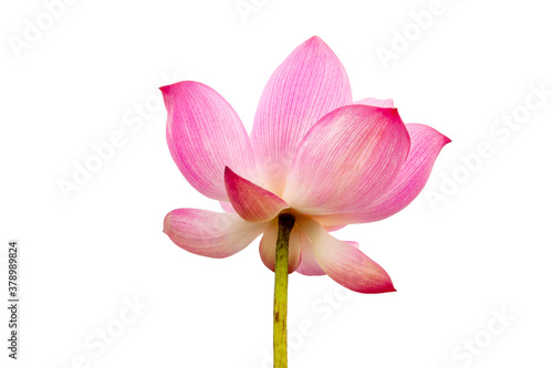 Pink Lotus flower isolated on white background. File with clipping path.