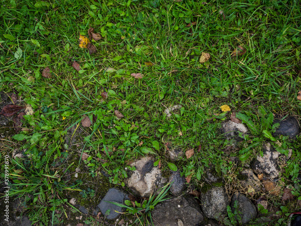 field of fresh green grass texture as a background, top view, horizontal field of fresh green grass texture as a background, top view, horizontal