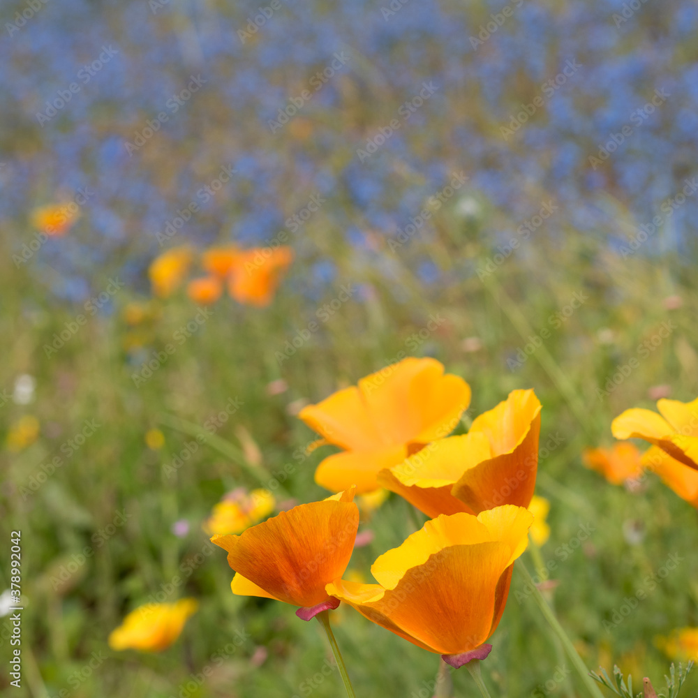 poppys on the meadow with cornflowers at background poppys on the meadow with cornflowers at background