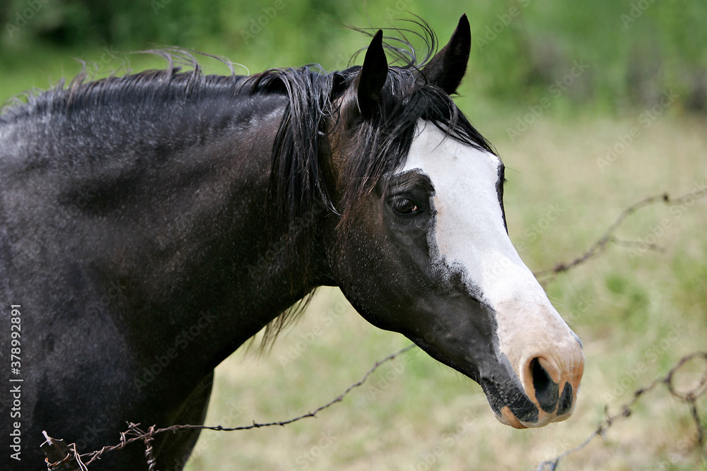 Obraz premium A beautiful portrait of a horse in a field.