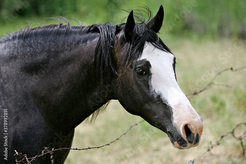 A beautiful portrait of a horse in a field.