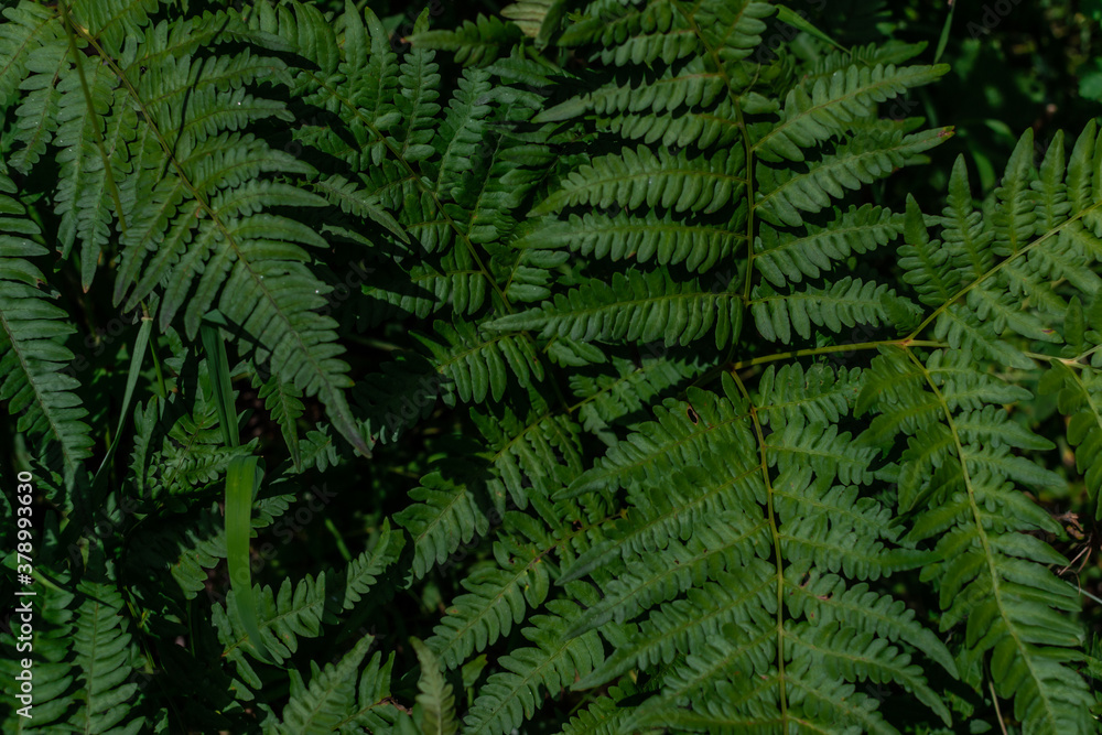 dense green grass fern leaves in the forest, siberia, in sunlight