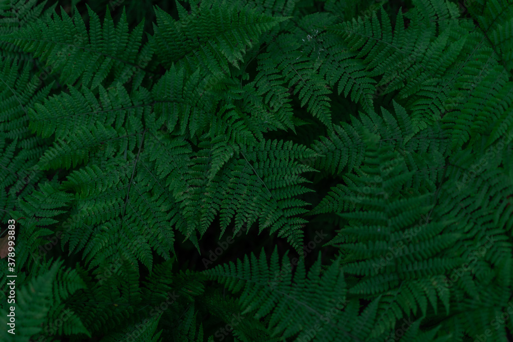 green fern leaves, dense grass in the forest, siberia