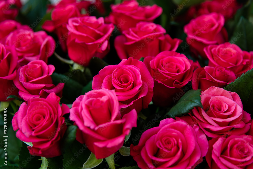 Obraz premium A large bouquet of pink roses. Flowers