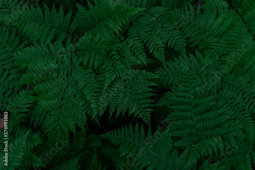 green fern leaves  dense grass in the forest  siberia