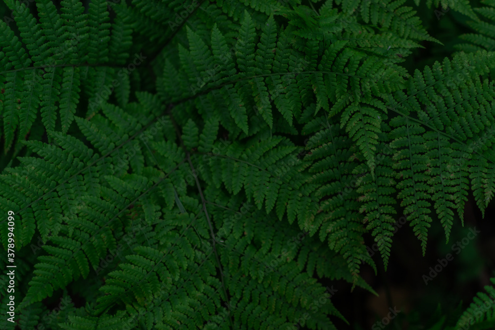 Natural environment pattern of fern leaves dense green grass in siberia forest