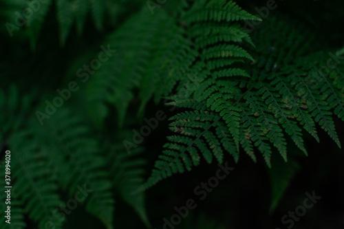 Natural environment pattern of dense green grass fern leaves in siberia forest