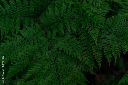 Natural environment pattern of fern leaves dense green grass in siberia forest