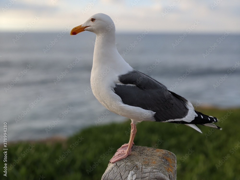 Fototapeta premium seagull on the beach
