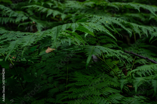 fern leaves dense light green grass in siberia forest, view sideways