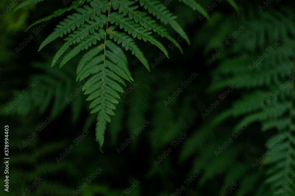 Fototapeta premium green fern leaf, dense grass in the dark forest