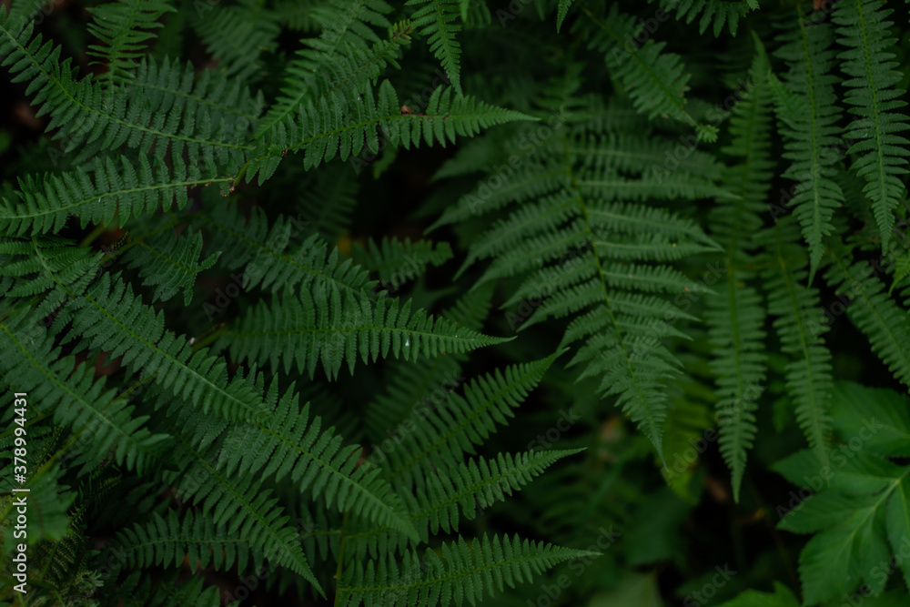 dense green grass fern leaves in the siberia forest, texture
