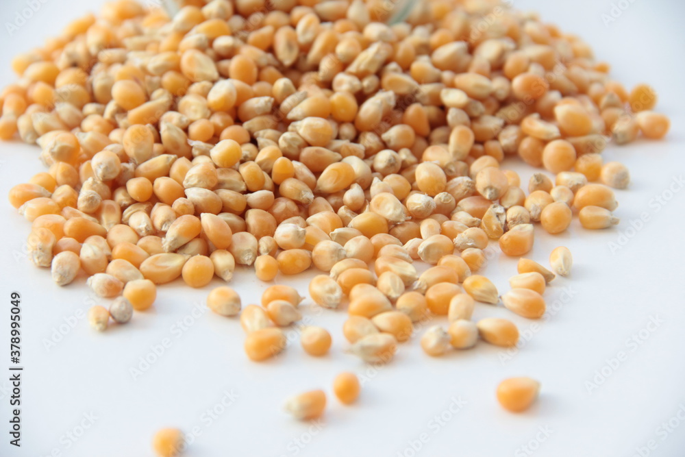 fresh and organic dried corn fresh and organic dried corn