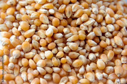 fresh and organic dried corn