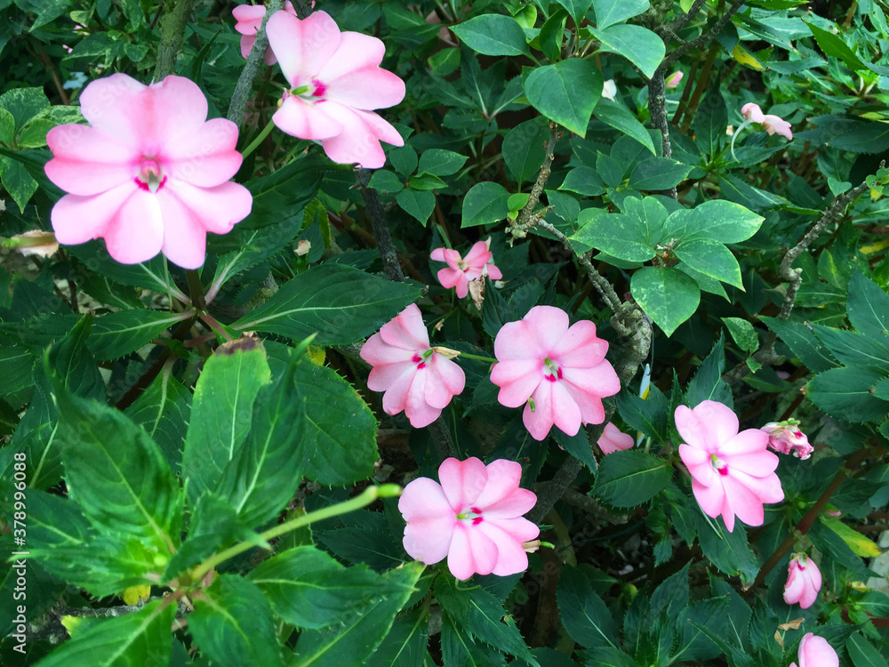 Naklejka premium beautiful flowers in Hakone Gora Park, Japan