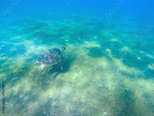 Sea turtle underwater view above sandy seabottom. Shallow sea water of tropic island. Tropical lagoon snorkeling and diving banner template. Summer vacation travel activity. Sea tortoise in nature