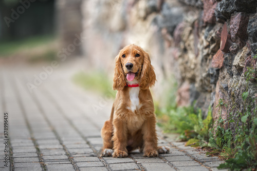 red english cocker spaniel puppy sitting outdoors by a wall photo