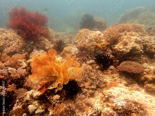 Hard and soft coral reef landscape