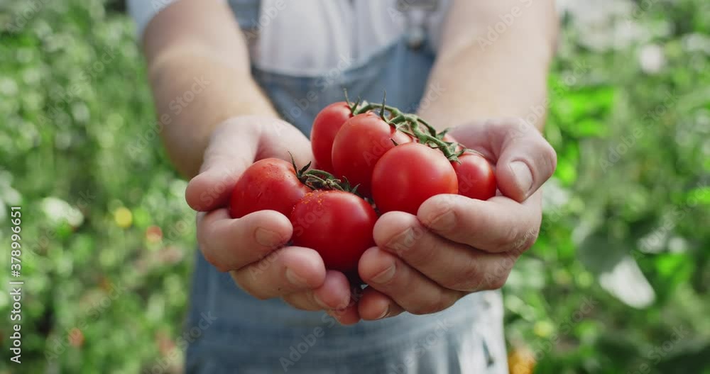 Close up view of caucasian farmer giving fistful of cherry tomatoes while standing in greenhouse. Close up view of person reaching out hands with harvest. Concept of farming Close up view of caucasian farmer giving fistful of cherry tomatoes while standing in greenhouse. Close up view of person reaching out hands with harvest. Concept of farming